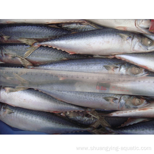 Frozen Mackerel With Good Price